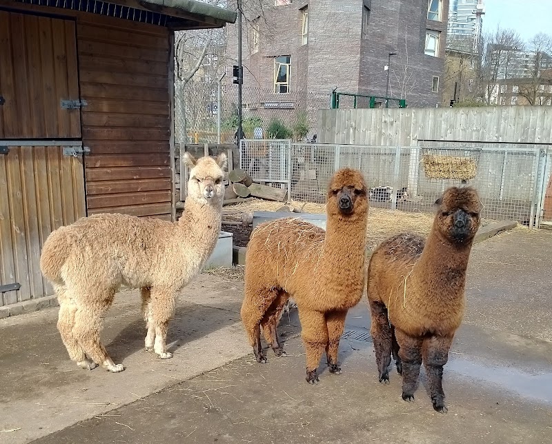Vauxhall City Farm photo 2