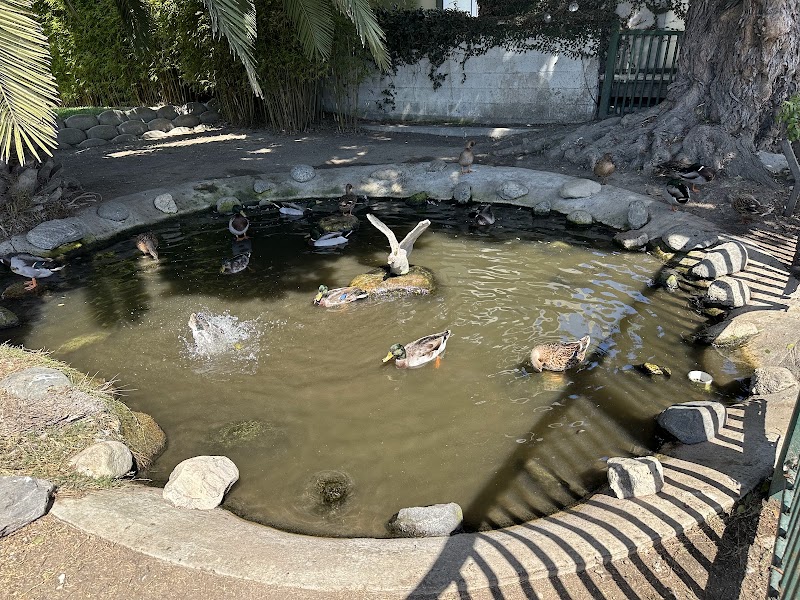 Venice Canals Duck Sanctuary