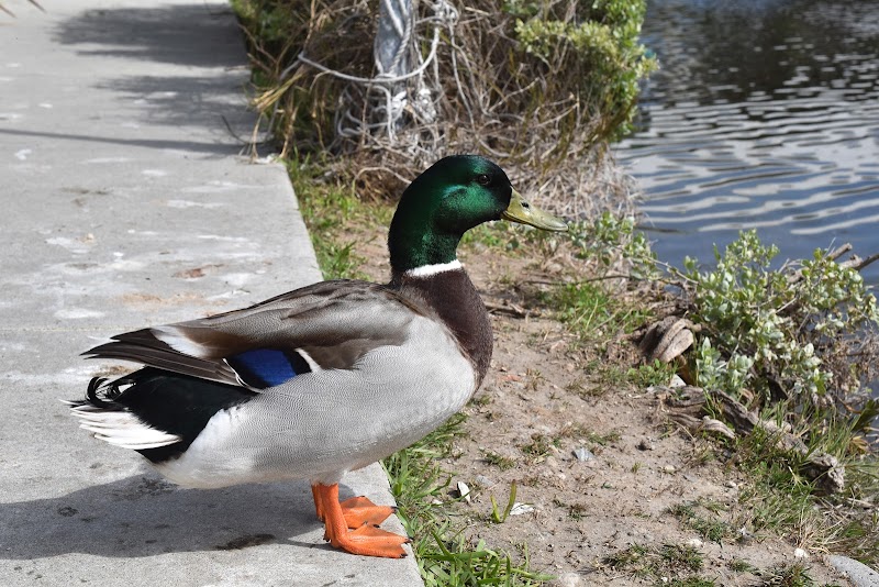 Venice Canals Duck Sanctuary photo 2