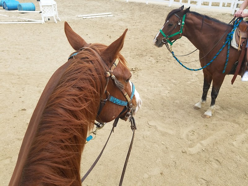 Vin Hesten Trail Rides