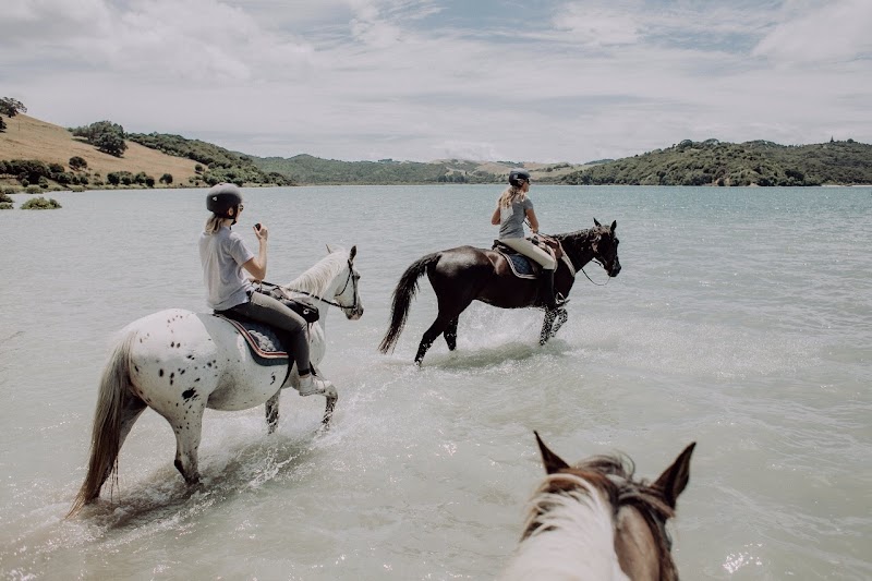 Waiheke Horse tours
