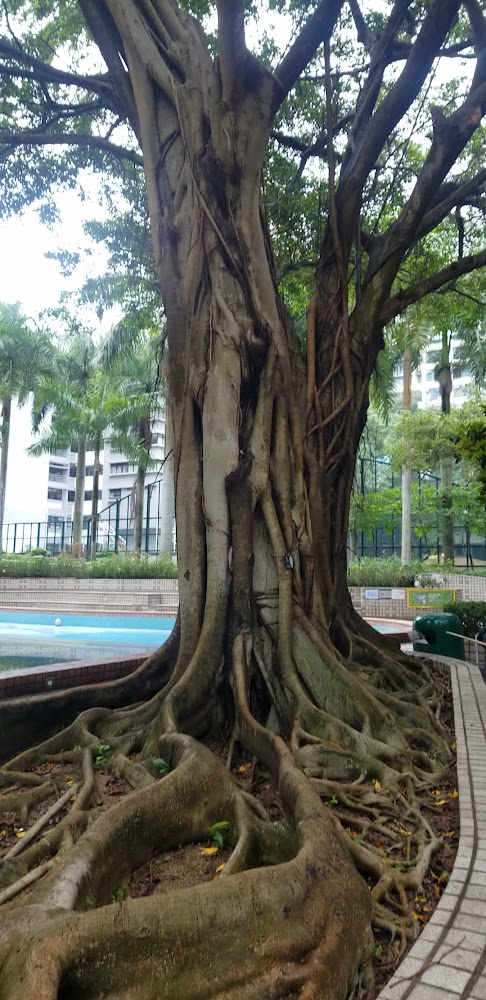 Wan Chai Park photo 3
