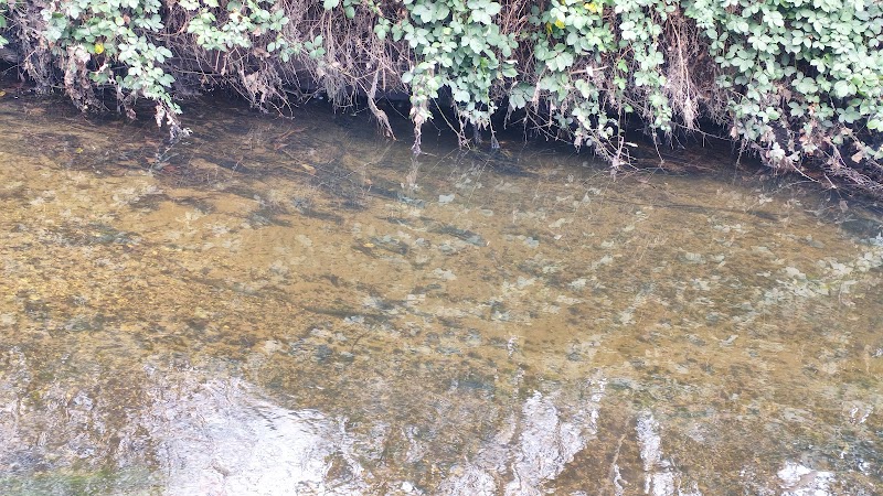 Wandle Meadow Nature Park