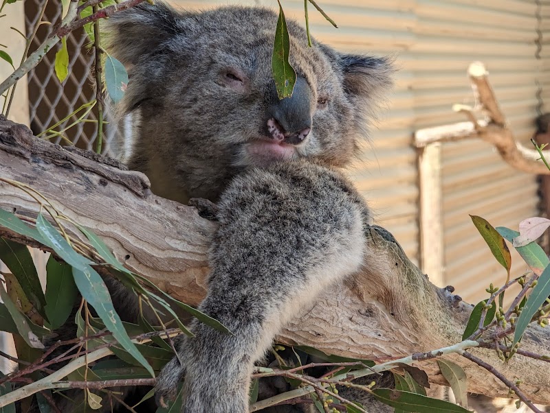 Photo of WARRNAMBOOL WILDLIFE ENCOUNTERS, GREAT OCEAN ROAD in Victoria
