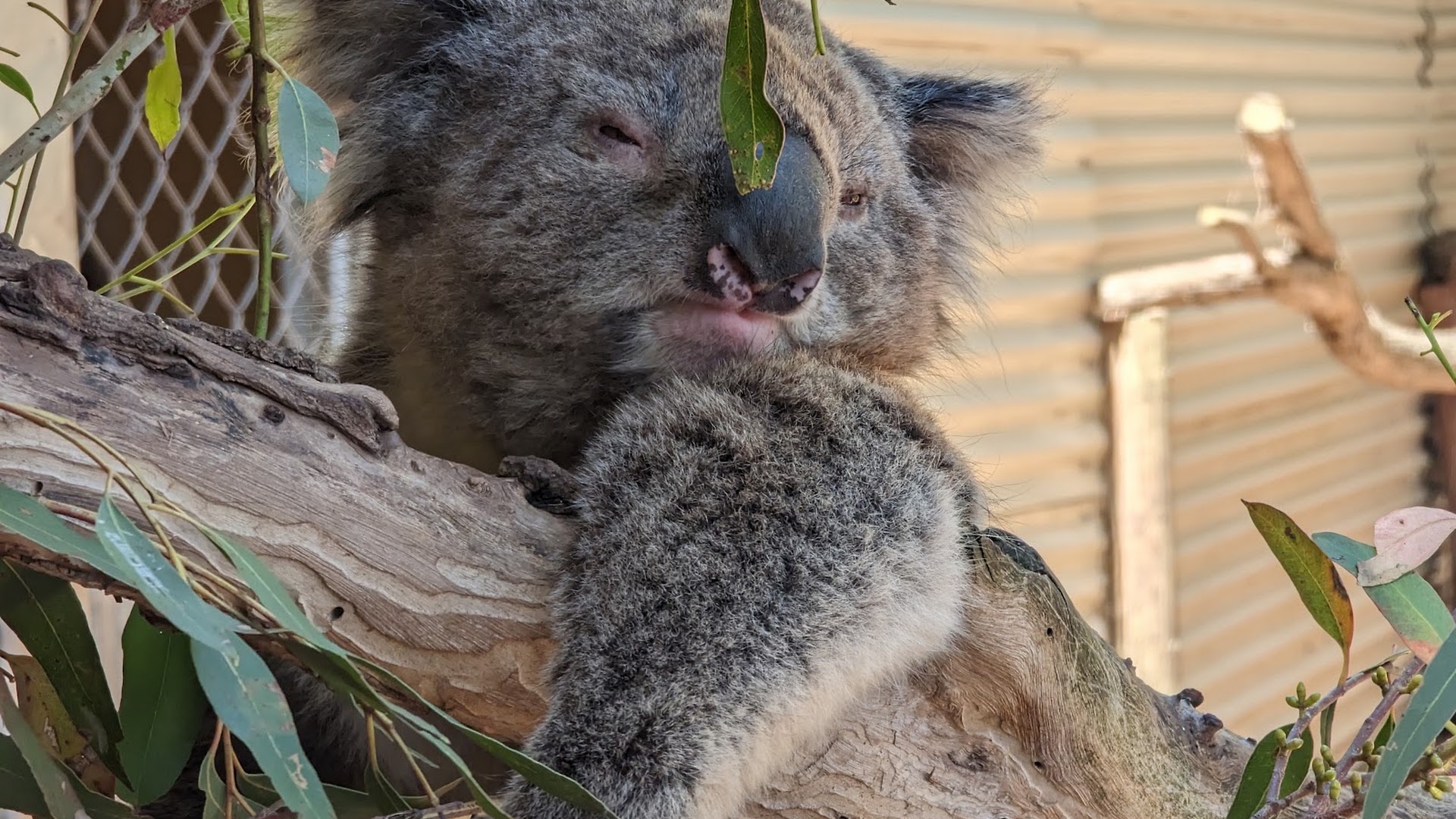 WARRNAMBOOL WILDLIFE ENCOUNTERS, GREAT OCEAN ROAD