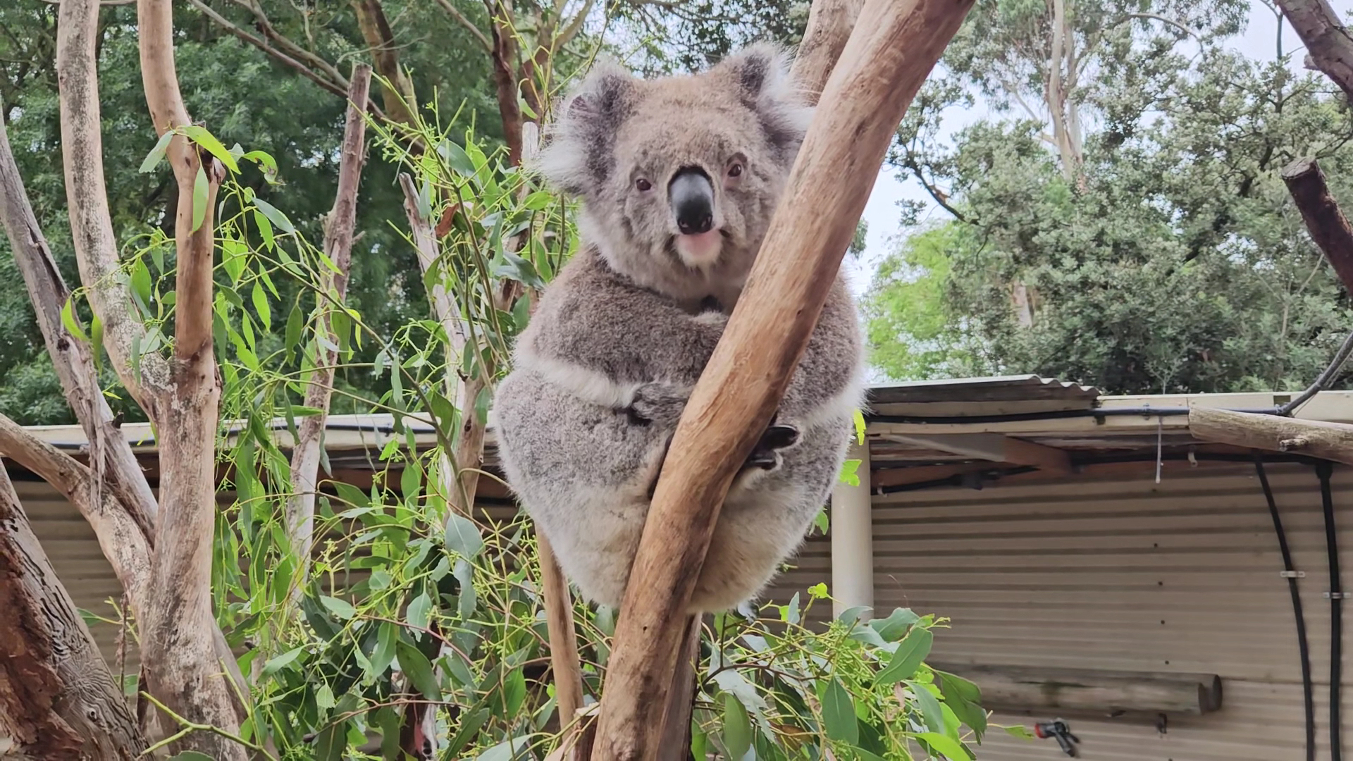 WARRNAMBOOL WILDLIFE ENCOUNTERS, GREAT OCEAN ROAD photo 2