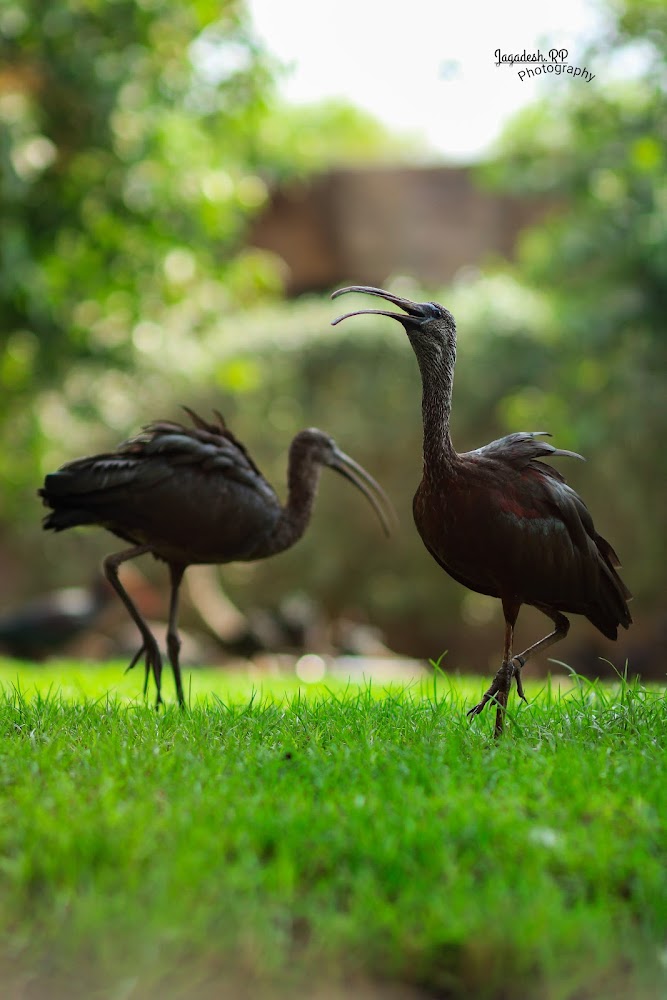 Wasit Wetland Centre photo 5