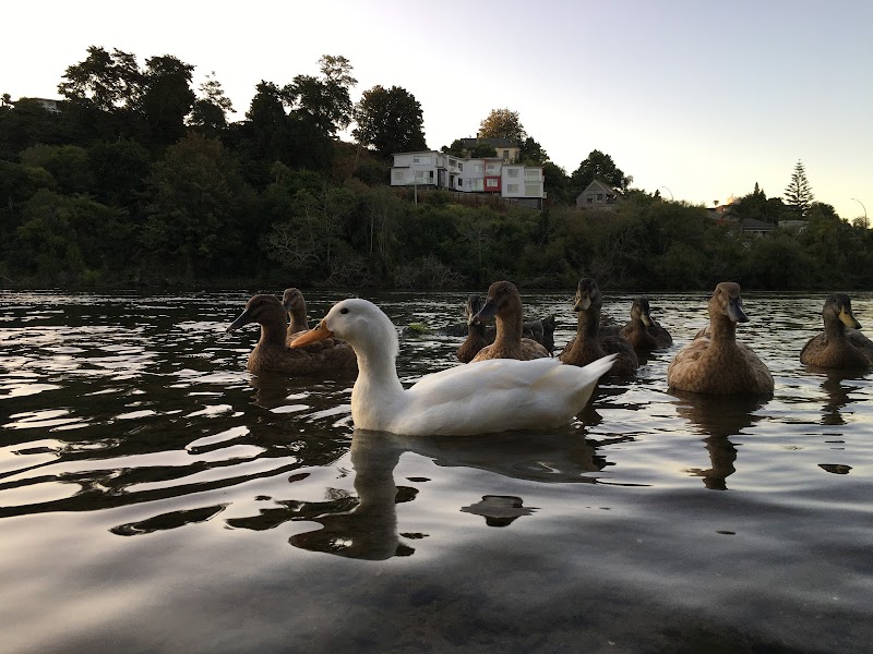 Wellington Street Beach photo 2