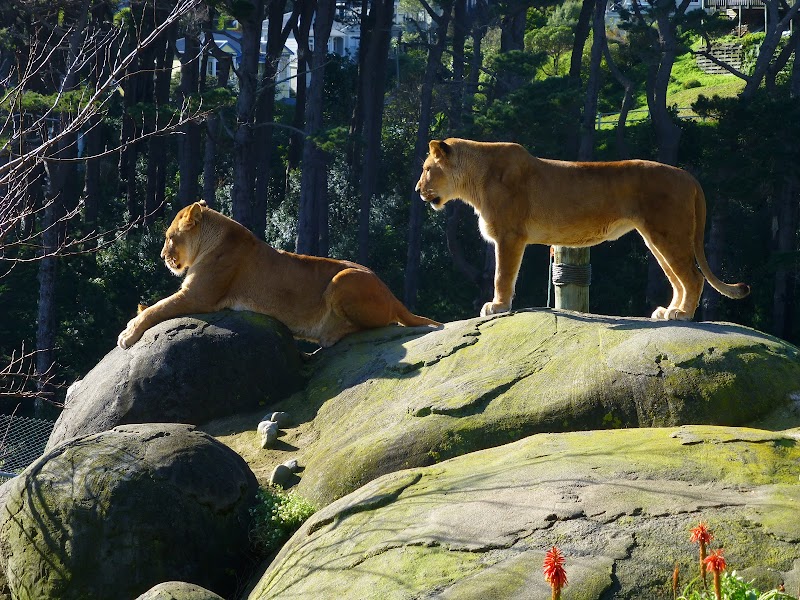 Wellington Zoo photo 3