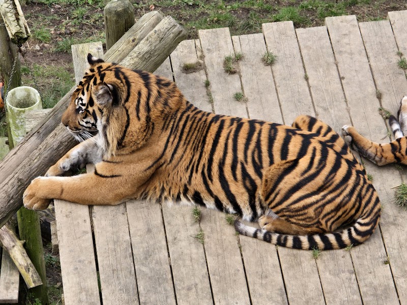 Welsh Mountain Zoo photo 2