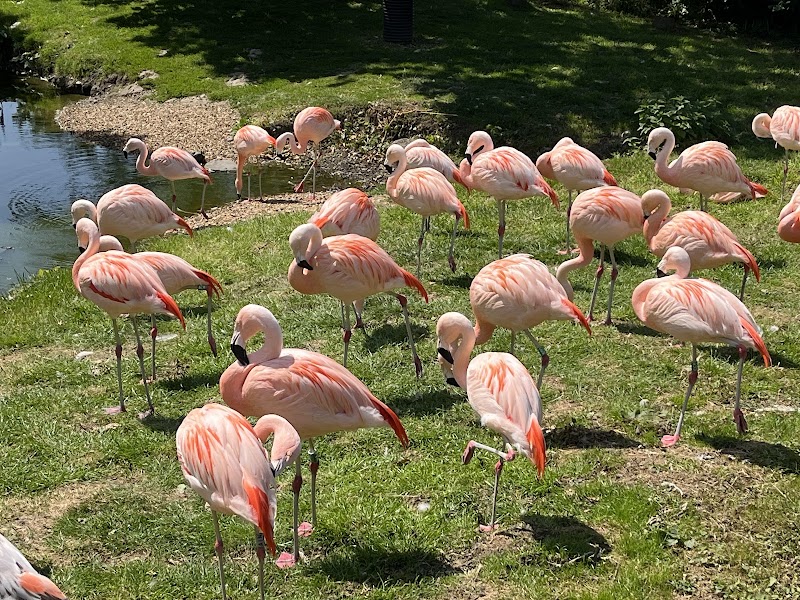 Welsh Mountain Zoo photo 3