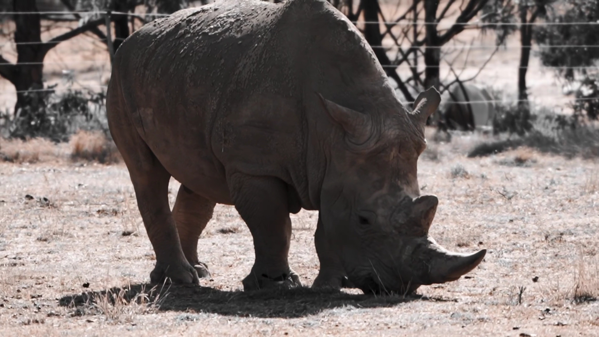 Werribee Open Range Zoo