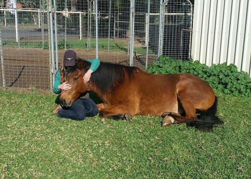 Western Plains Riding Centre photo 2