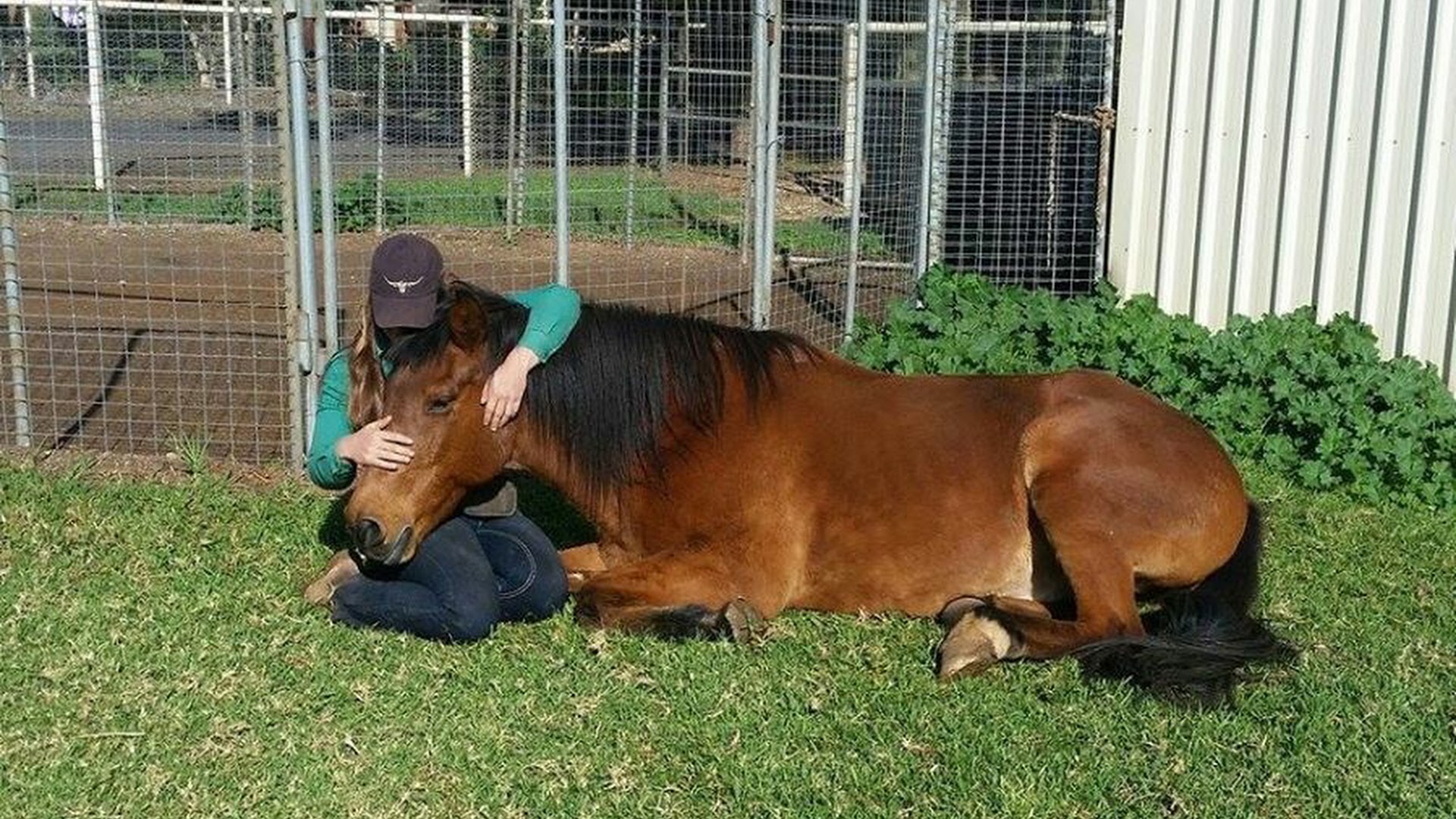 Western Plains Riding Centre photo 2