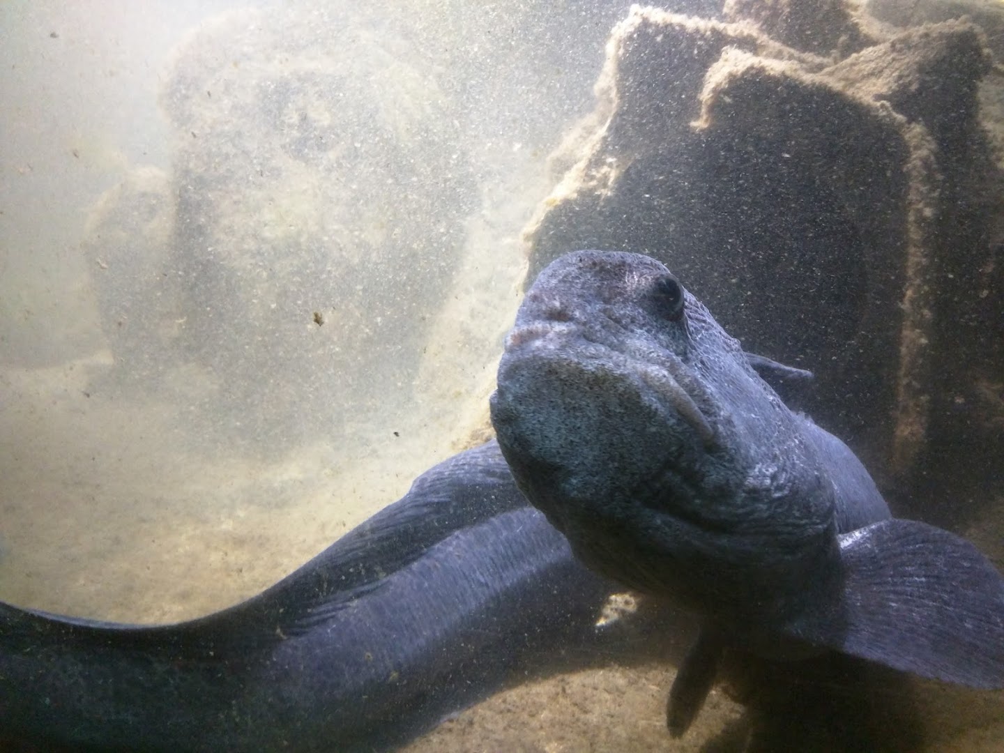 Westport Aquarium photo 2