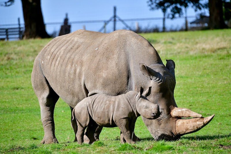 Whipsnade Zoo photo 2