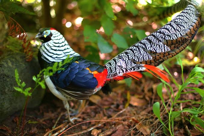 Photo of Whitford Bird Garden in Auckland