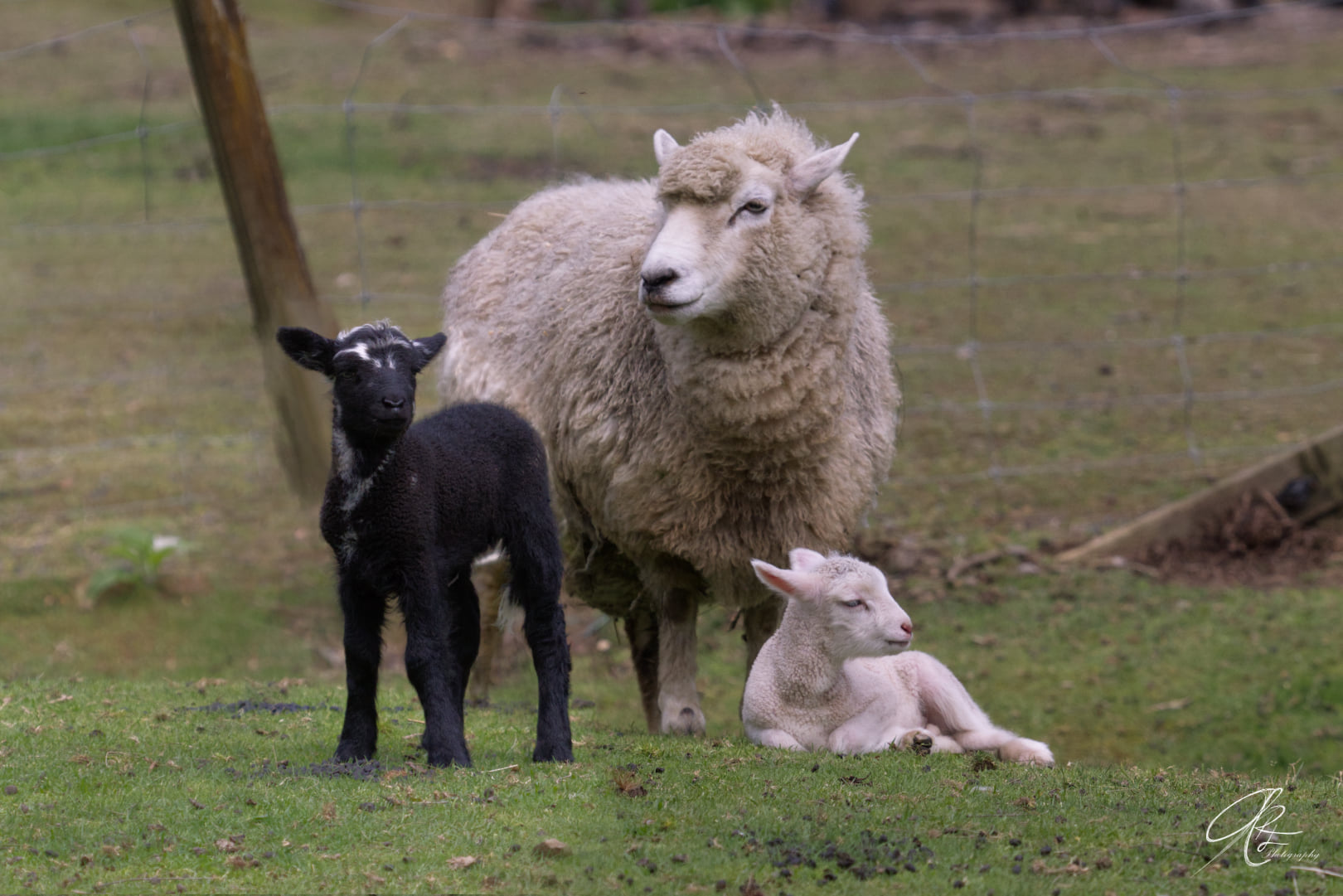 Whiti Farm Park photo 3