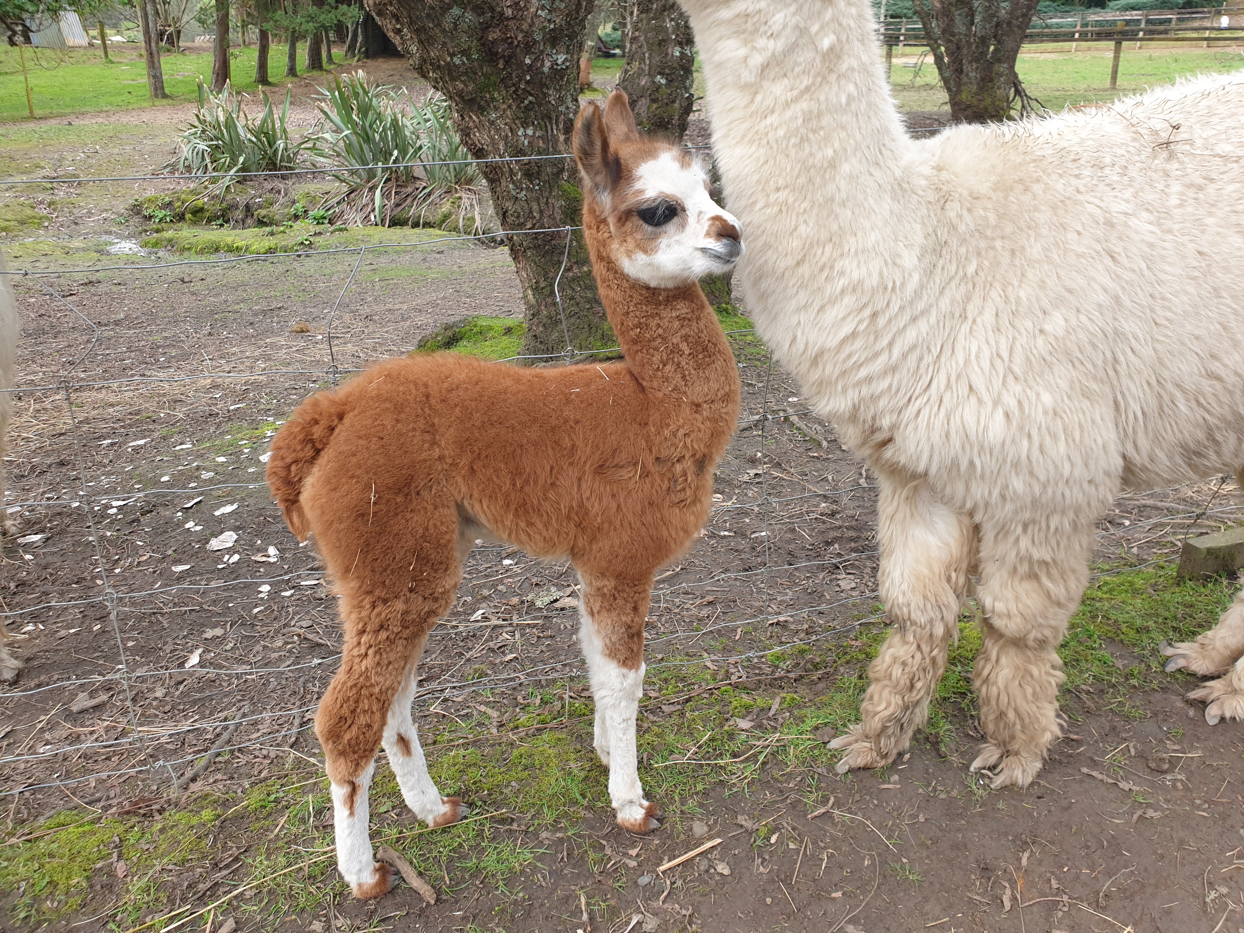 Whiti Farm Park photo 4