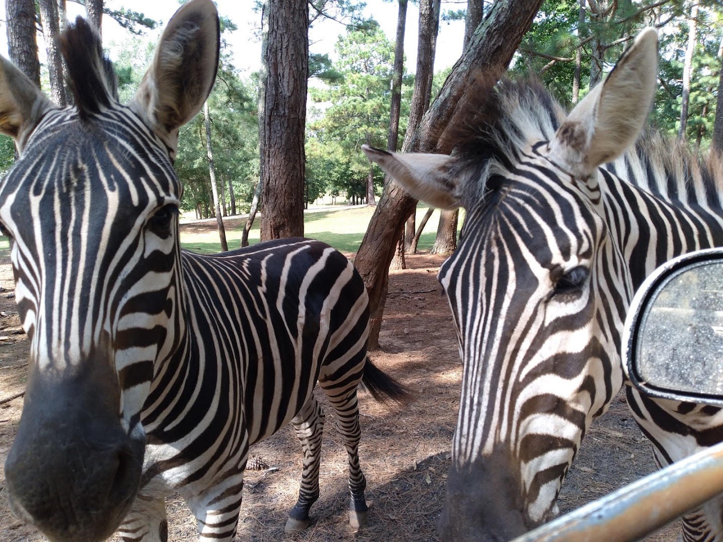 Wild Animal Safari - Pine Mountain, Georgia photo 3