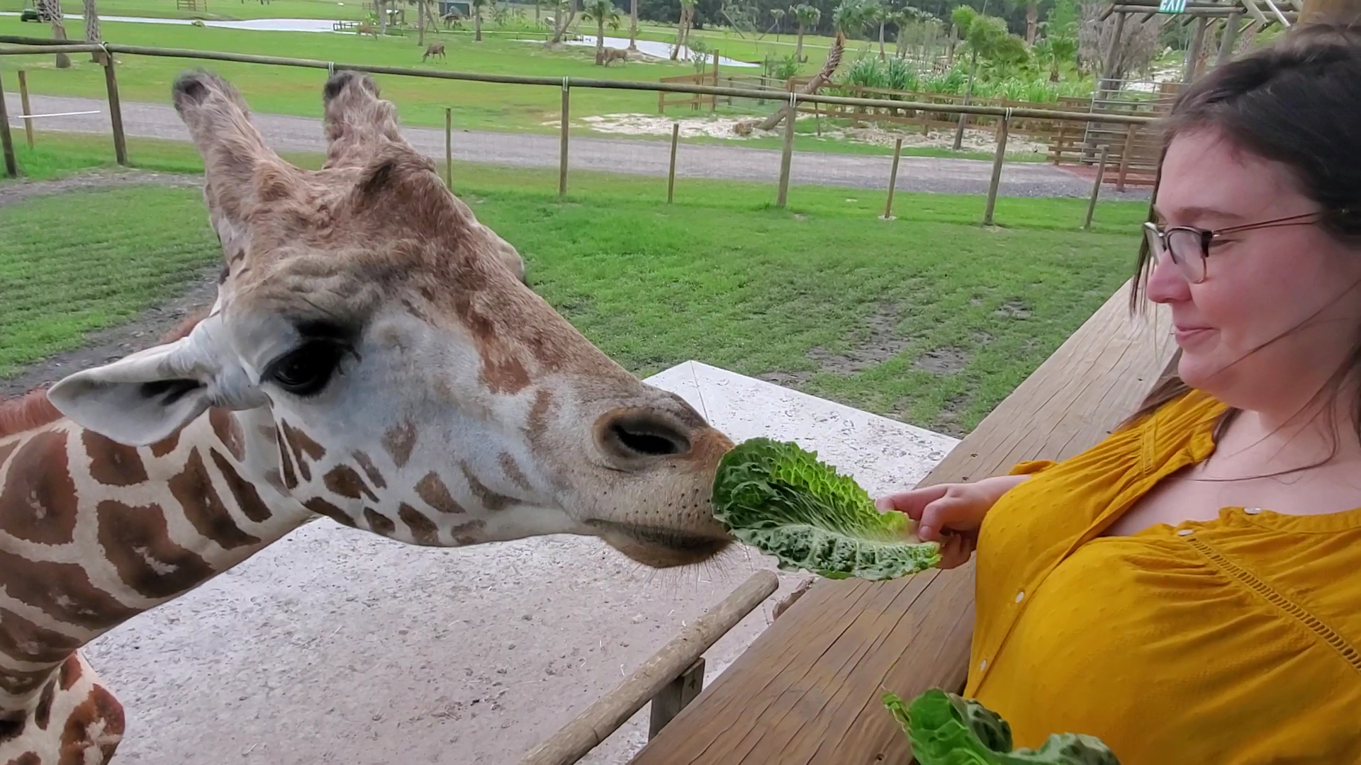 Wild Florida Drive-thru Safari Park photo 2