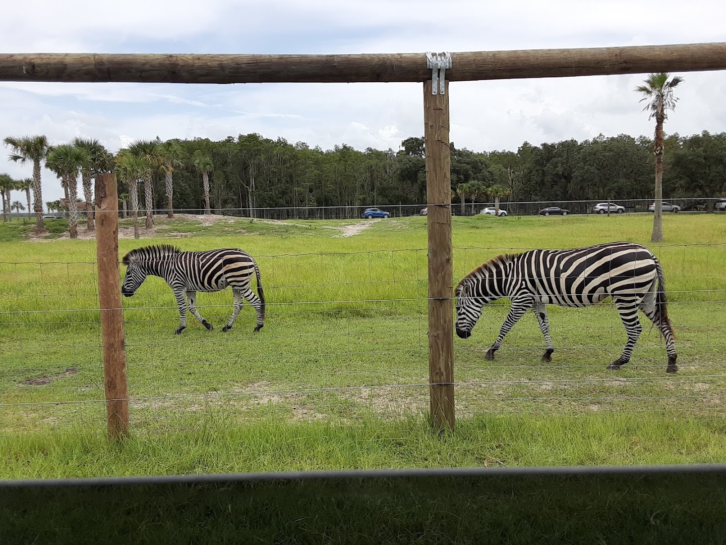 Wild Florida Drive-thru Safari Park photo 3
