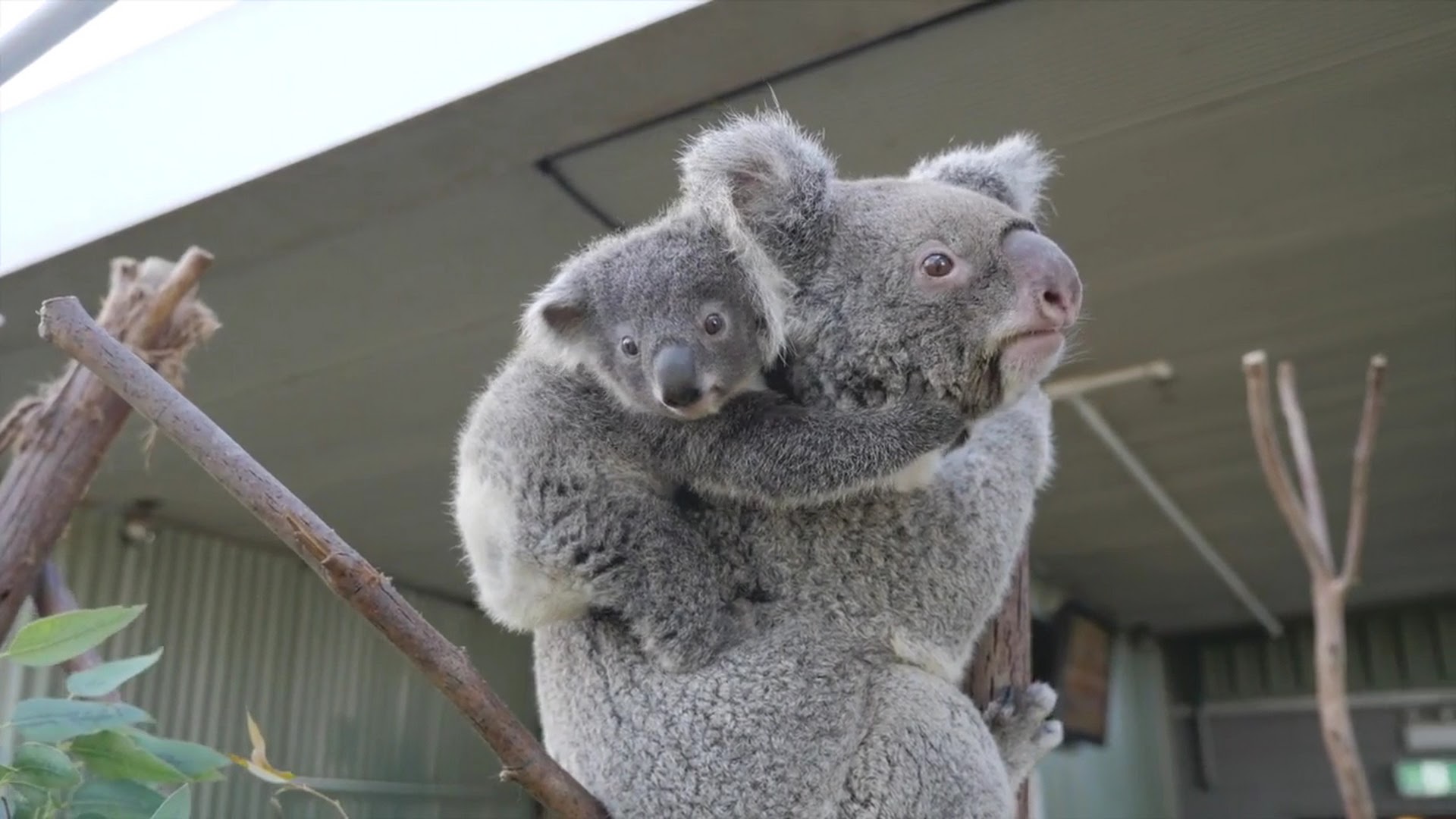 WILD LIFE Sydney Zoo photo 2