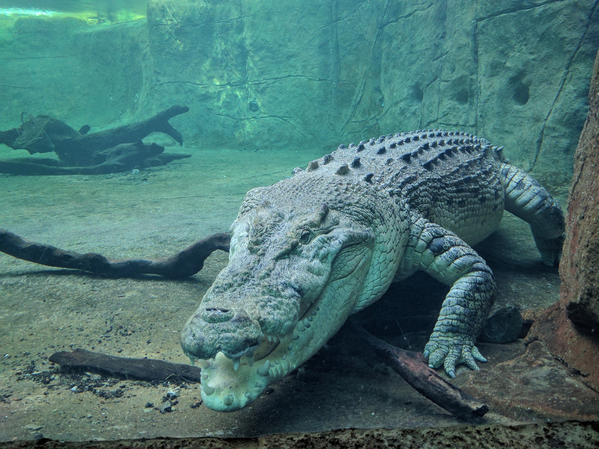 WILD LIFE Sydney Zoo