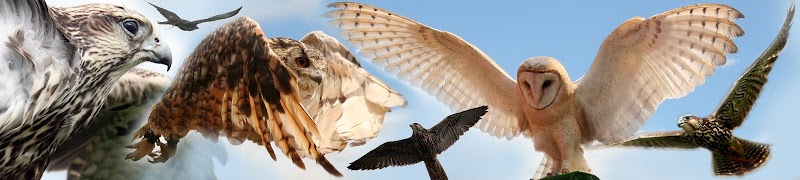 Wild Wings Birds of Prey