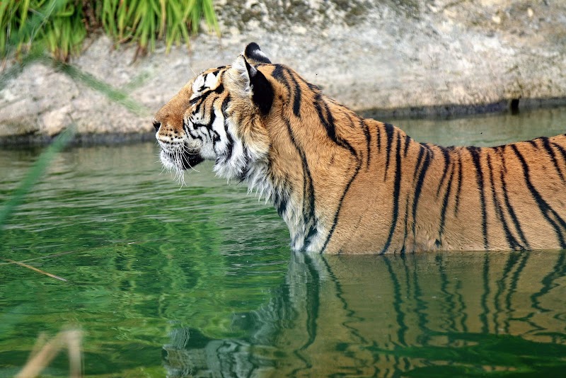 Wildheart Animal Sanctuary, Isle of Wight photo 2