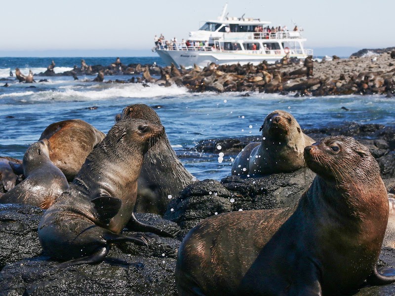Wildlife Coast Cruises - Cowes