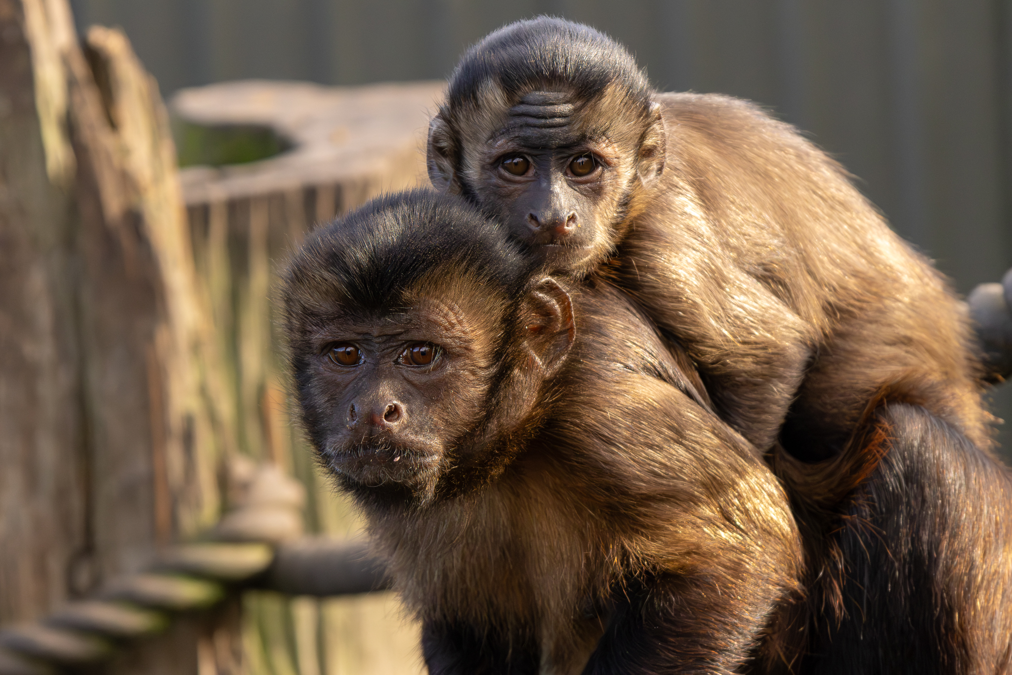 Willowbank Wildlife Reserve photo 2