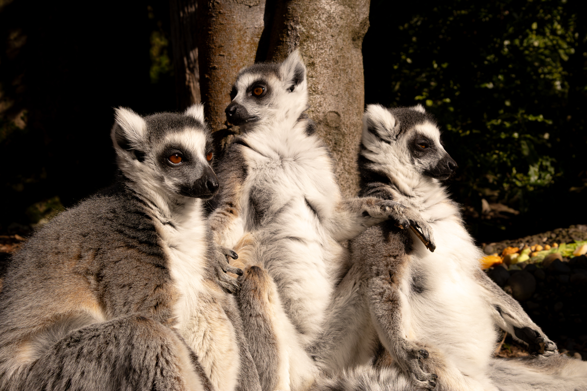 Willowbank Wildlife Reserve photo 3