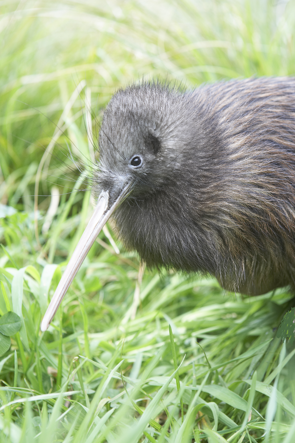 Willowbank Wildlife Reserve