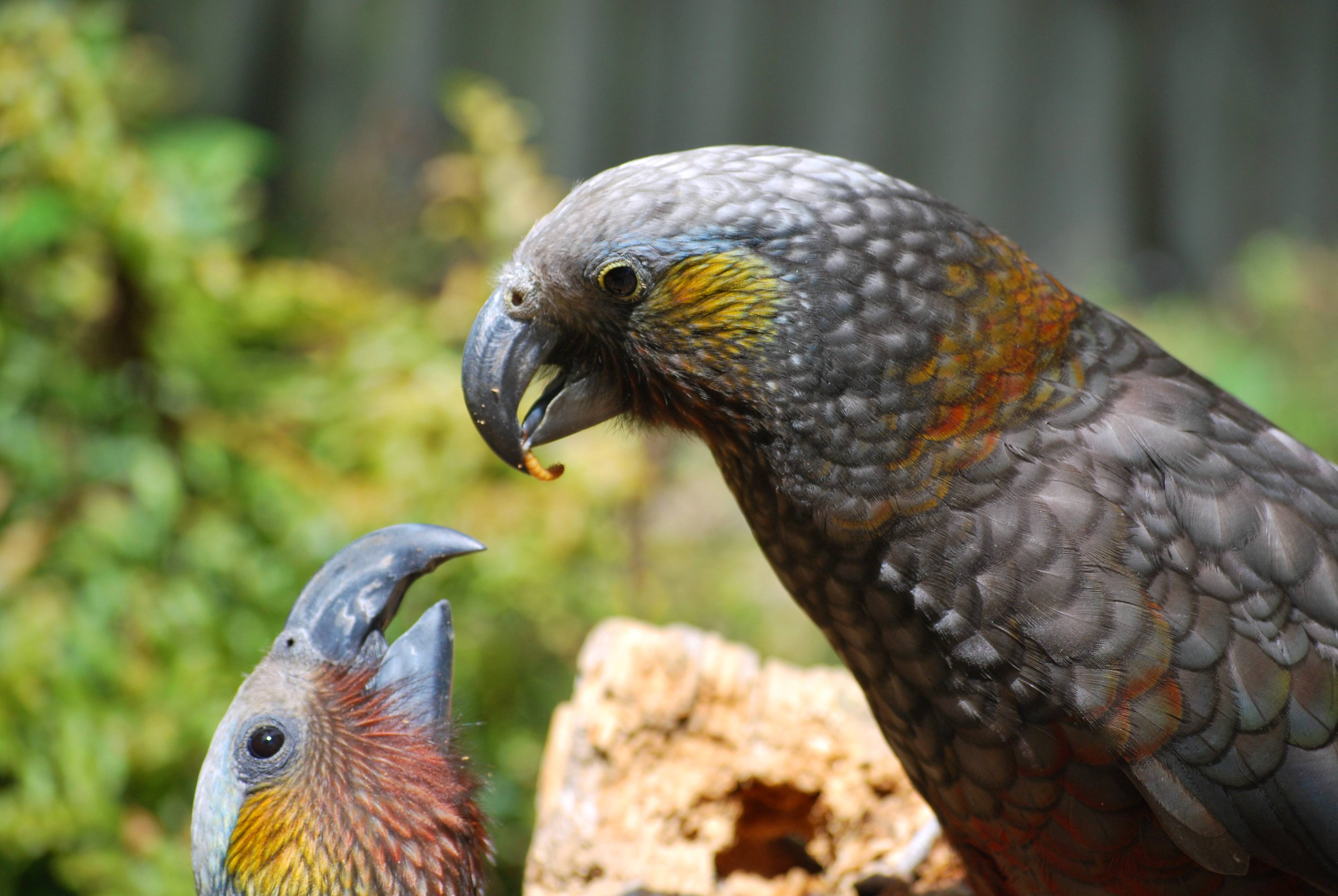 Willowbank Wildlife Reserve photo 4