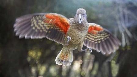 Willowbank Wildlife Reserve photo 5