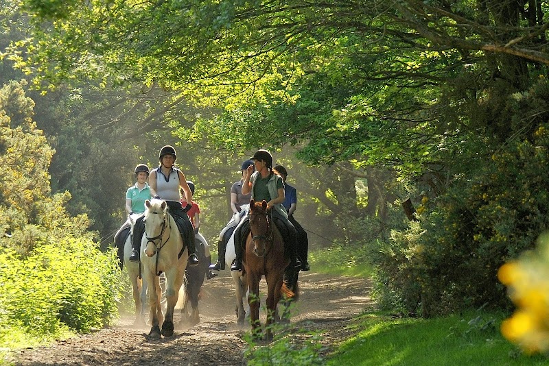 Wimbledon Village Stables photo 2