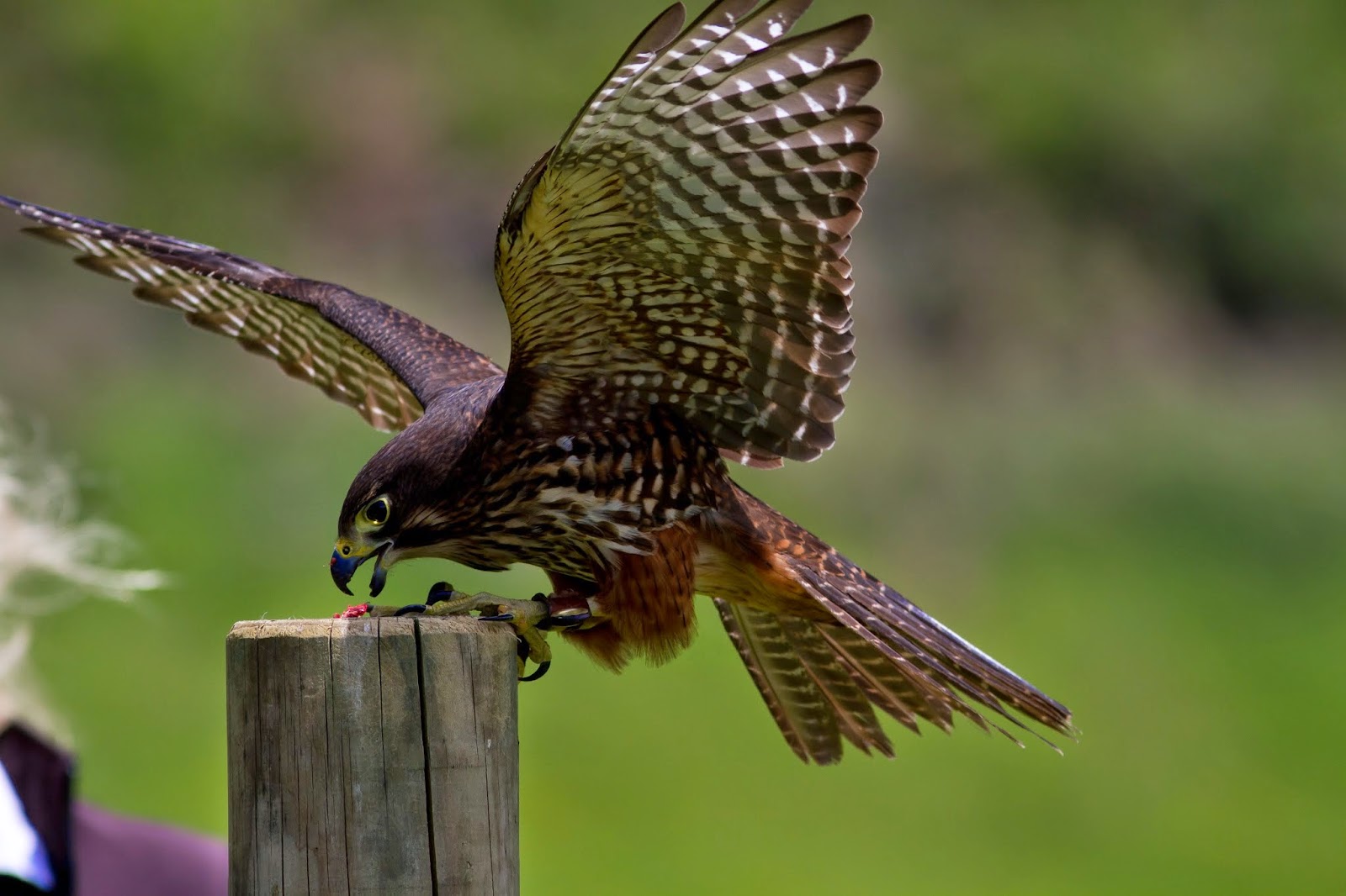 Wingspan National Bird of Prey Centre