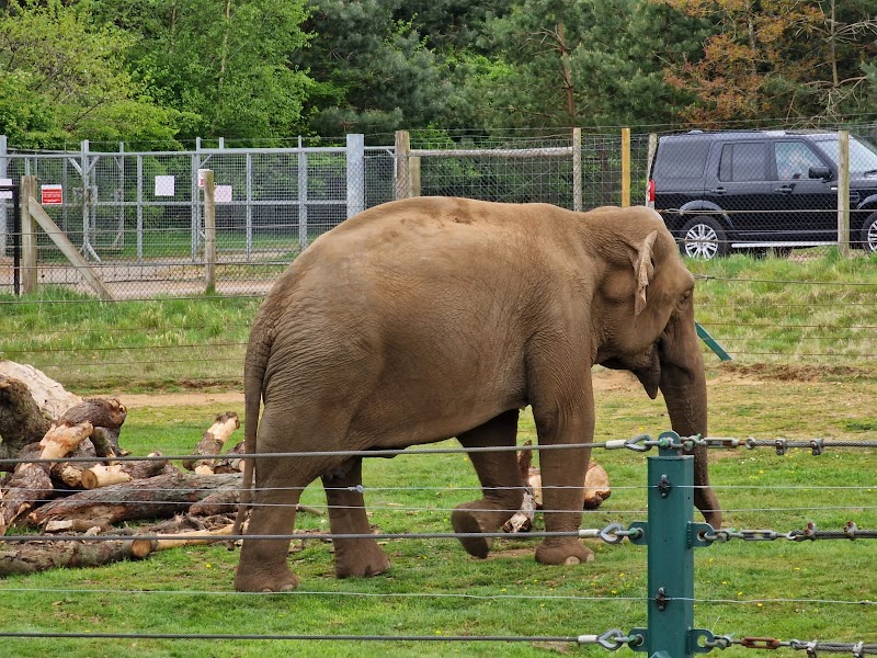 Woburn Safari Park photo 2