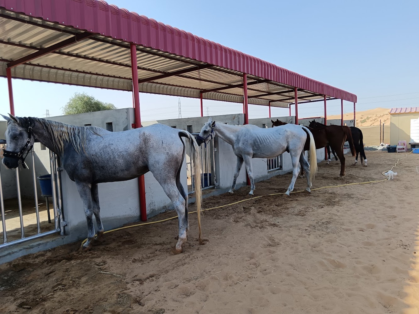 أسطبلات الذيب للقدره wolf stable photo 2