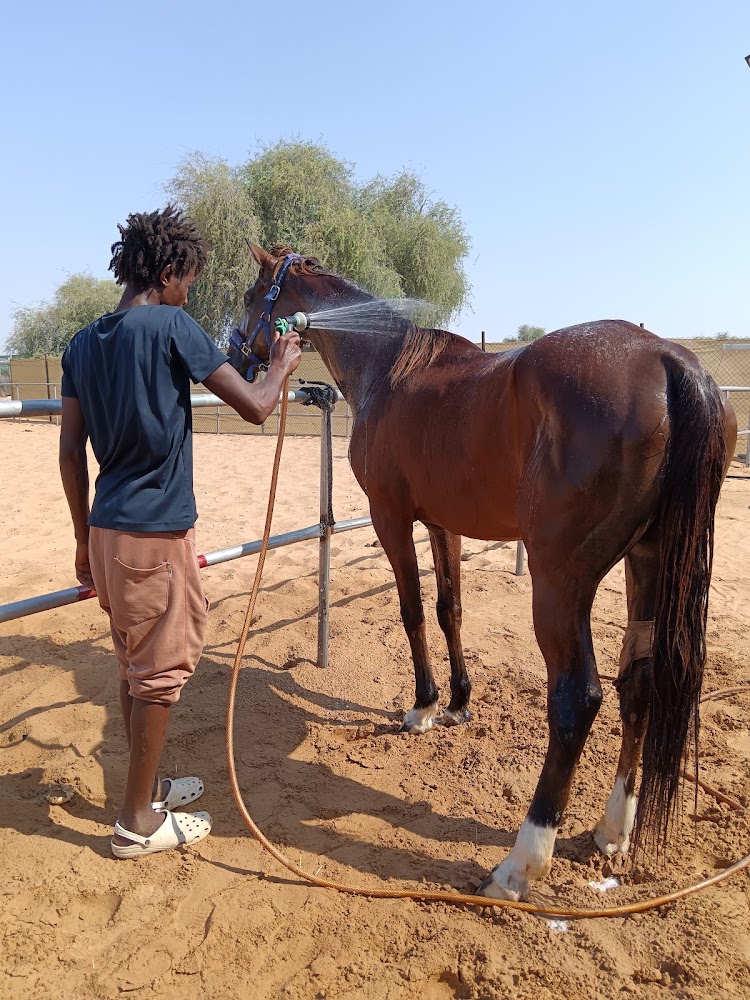 أسطبلات الذيب للقدره wolf stable photo 3