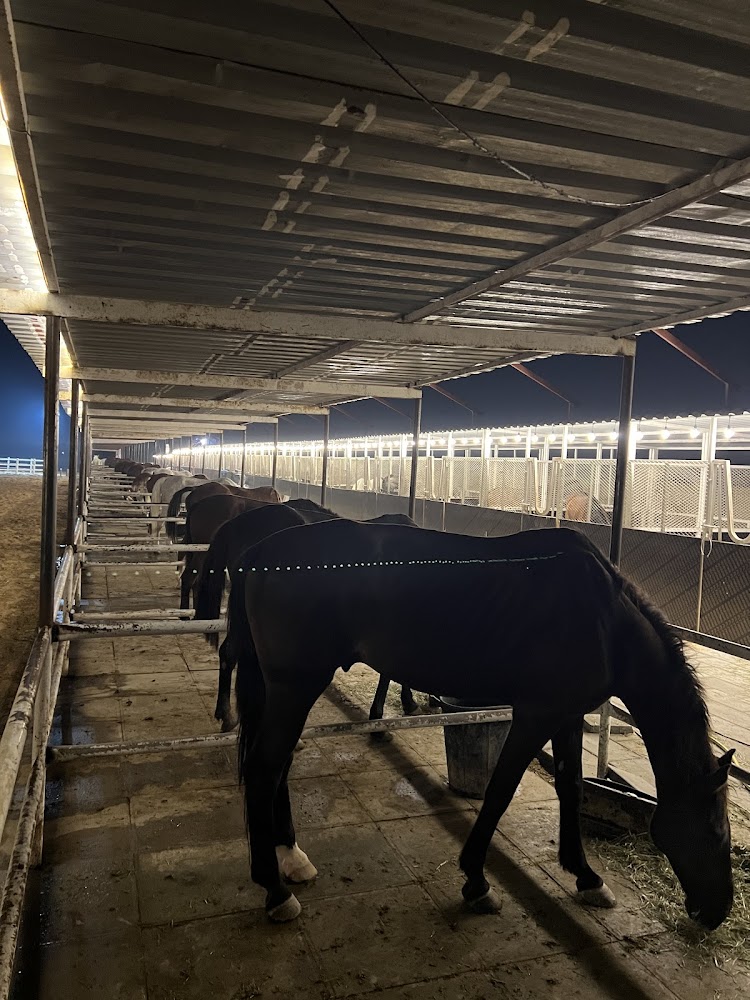 أسطبلات الذيب للقدره wolf stable photo 4