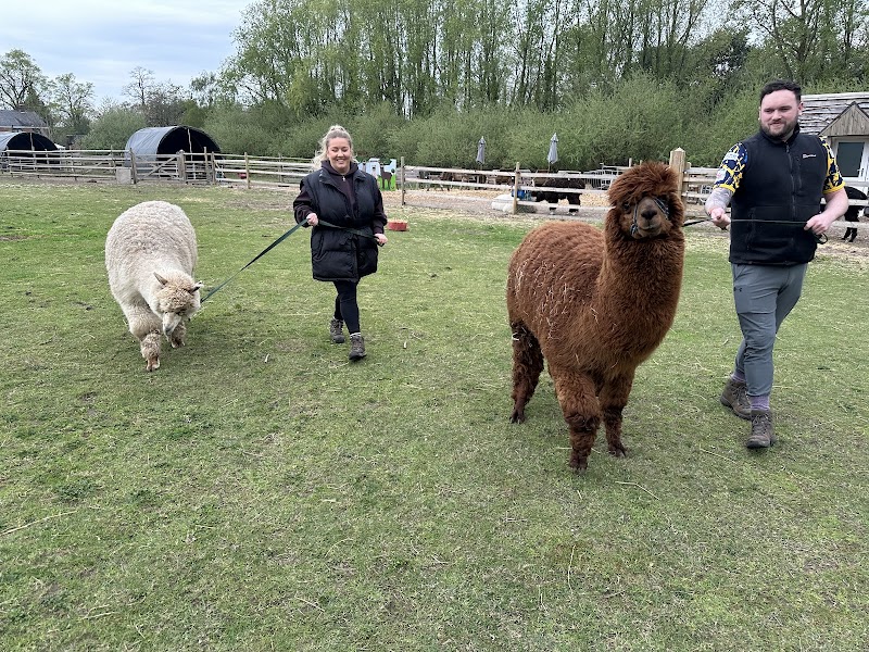 Woodlands Alpaca Farm photo 2