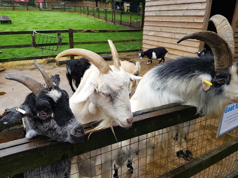 Woodside Animal Farm photo 2