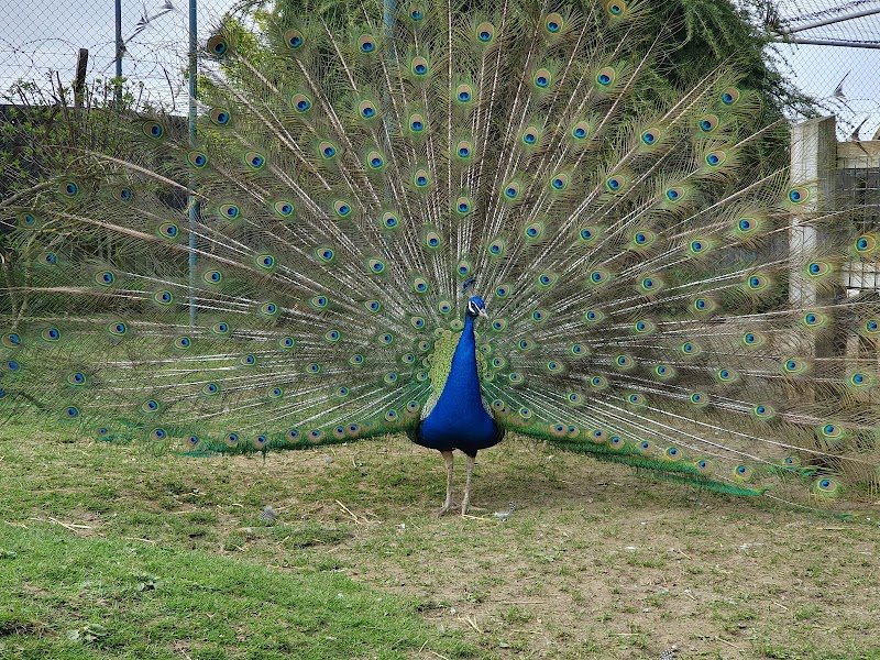 Woodside Animal Farm photo 3