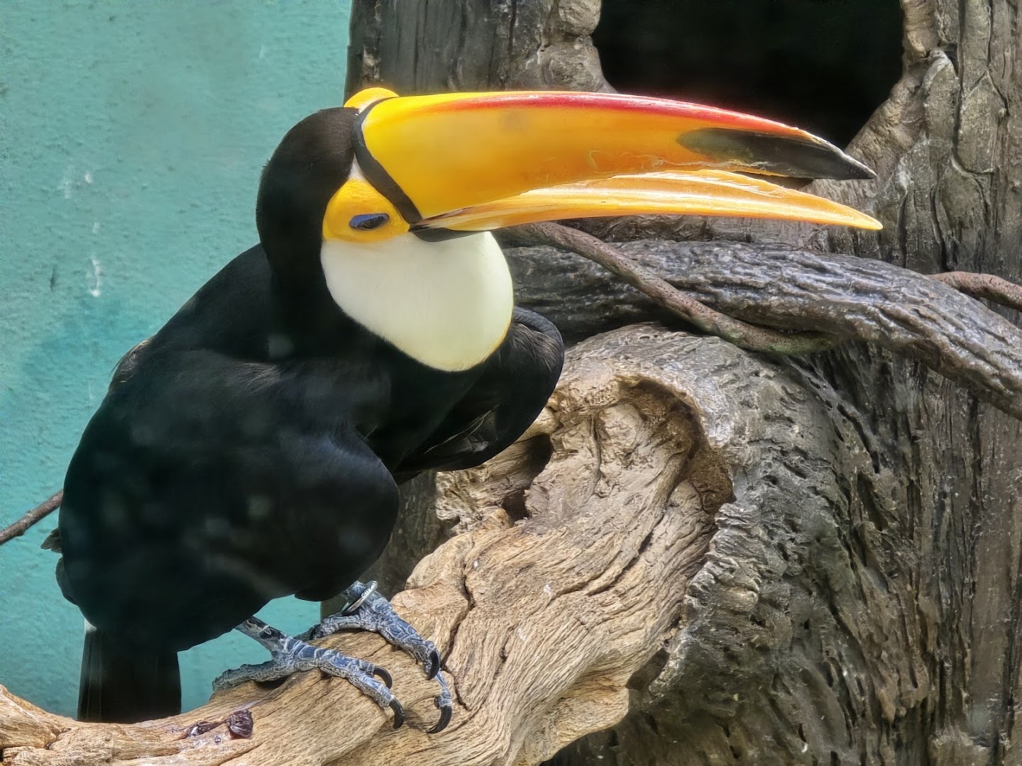 World of Birds