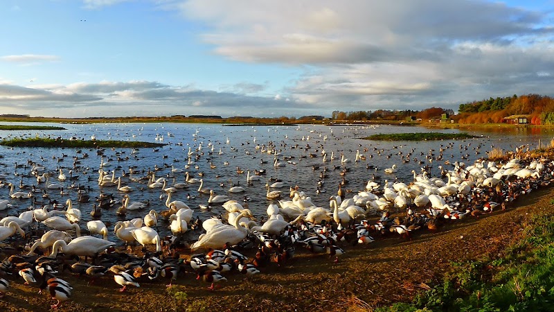 WWT Martin Mere