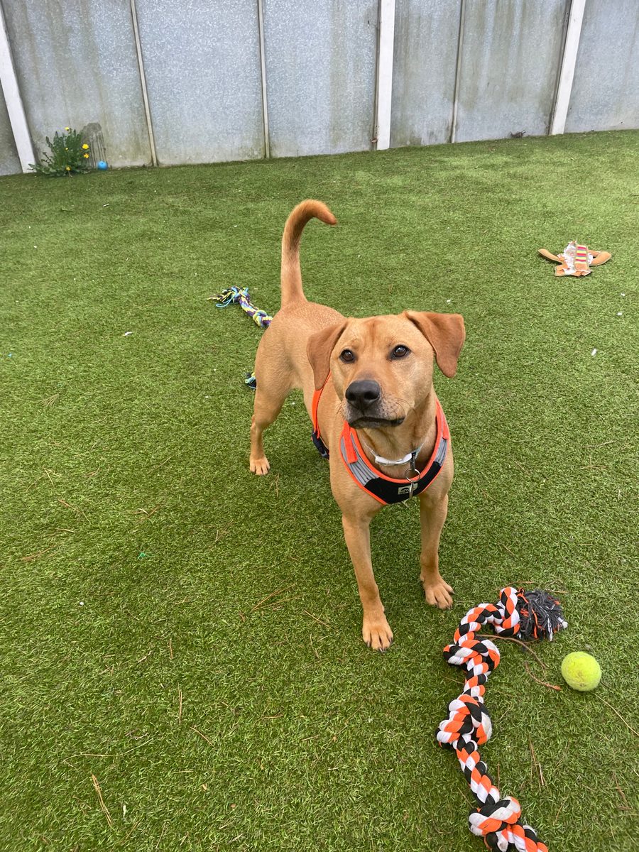 Wythall Animal Sanctuary
