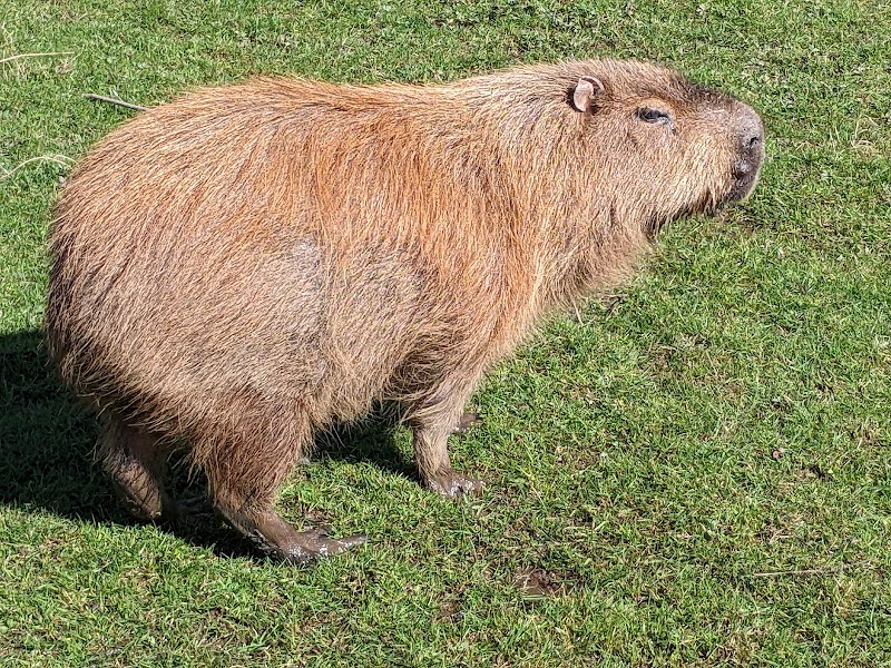 Yorkshire Wildlife Park photo 2