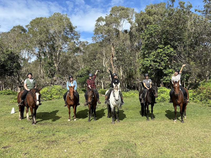 Zephyr Horses photo 3